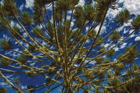 Detail of pine treetops branches Stock Illustration