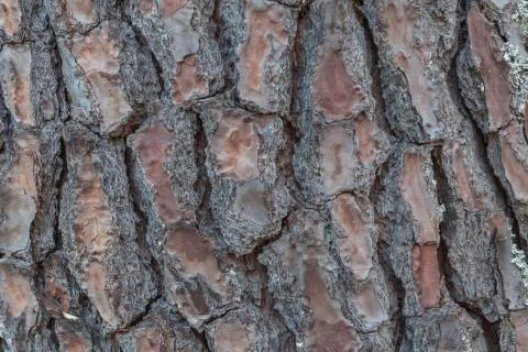 Detail of pine trunk texture Stock Photos