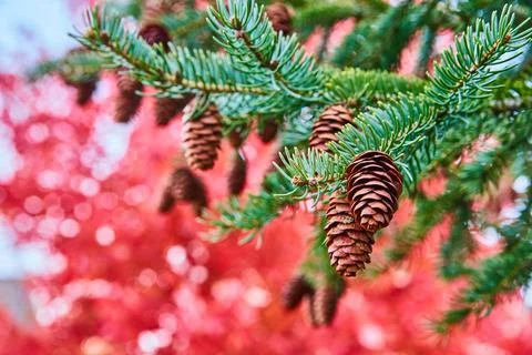 Detail of pinecones with fall red tree in background blurred Stock Photos