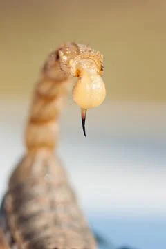 Detail of the powerful and sharp stinger of a scorpion where you can see a dr Stock Photos