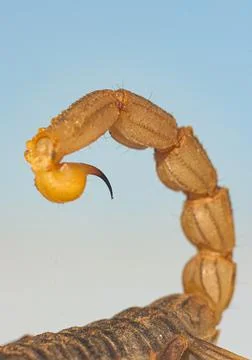 Detail of the powerful and sharp stinger of a scorpion where you can see a dr 写真素材