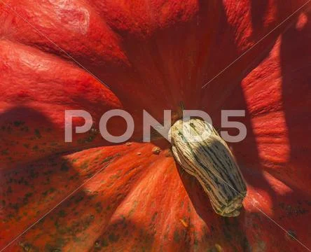 Detail of pumpkin Stock Photos