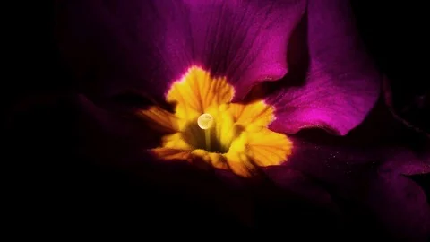 Detail of a purple primrose Video stock 86078367
