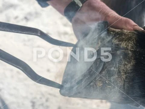 Detail of puting hot horse shoe onto hoof. Stock Photos