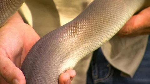 Detail of a python's scales as its held 動画素材 112343471
