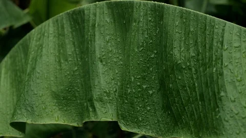 Detail of raindrops falling down on green banana palm leaf Video stock 113872826