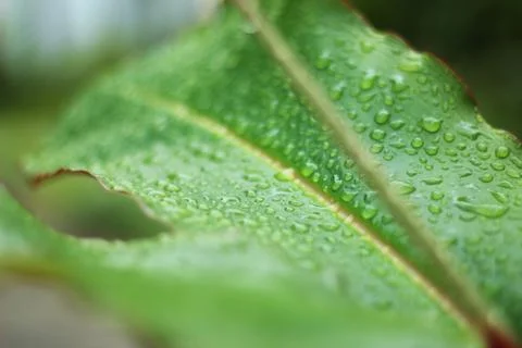 Detail of raindrops on a tree leaf Stock Photos