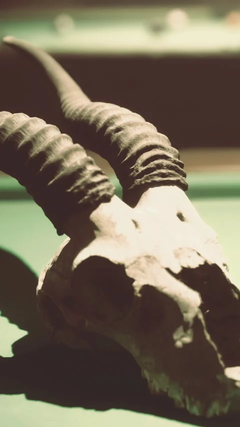 Detail of a ram skull on a green table in a dim space 스톡 동영상 331753137