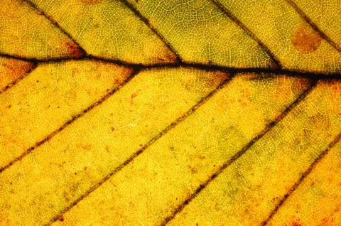 Detail of red beech leaf Stock Photos