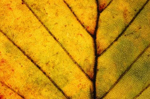 Detail of red beech leaf Stock Photos