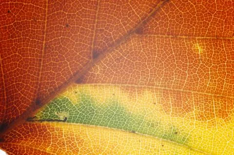 Detail of red beech leaf Stock Photos
