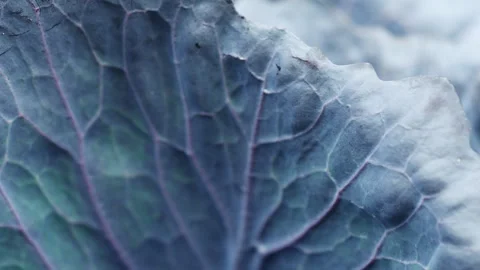 Detail of red cabbage background - macro in 4K VIDEO. Stock Footage 304658430