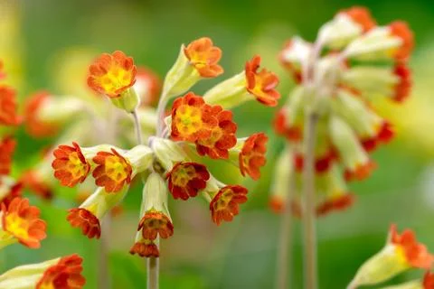 Detail of a red flowered primula veris or cowslip Stock Photos