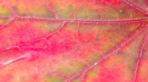 Detail of a red leaf Stock Footage 42382620
