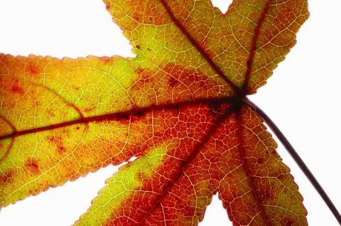 Detail of red maple leaf  Stock Photos