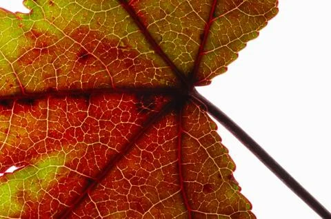 Detail of red maple leaf  Stock Photos