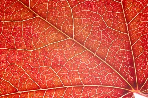 Detail of red maple leaf Stock Photos
