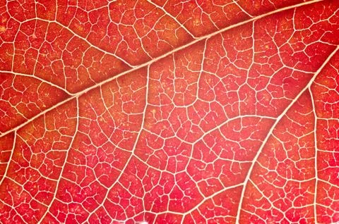 Detail of red maple leaf Fotos Stock