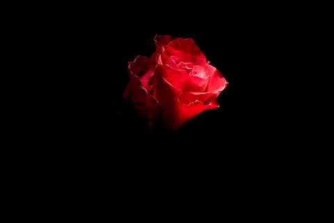 Detail of a red rose Stock Photos