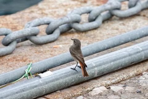 Detail of redstart Stock Photos