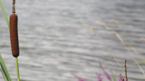 Detail of a reed, moving with the wind. Stock Footage 56526028