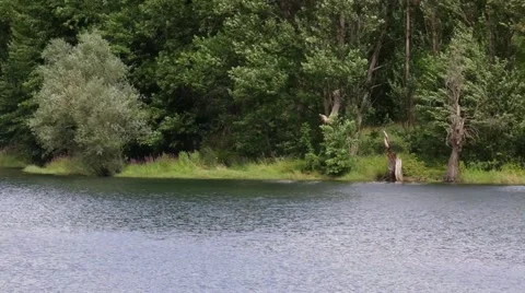 Detail of the riverside. Stock Footage 56525836