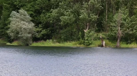 Detail of the riverside.  Time Lapse Stock Footage 56531863