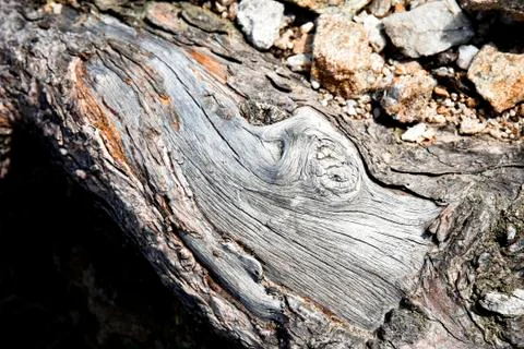 Detail the root of mountain pine Stock Photos