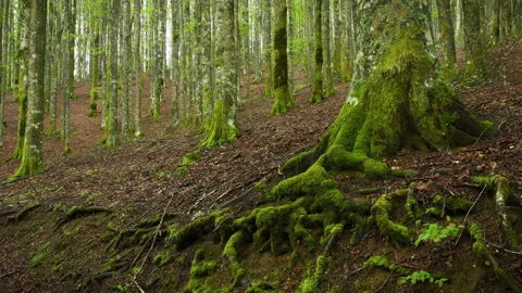 Detail of the roots and trunk of beech with green moss Stock Footage 155502286
