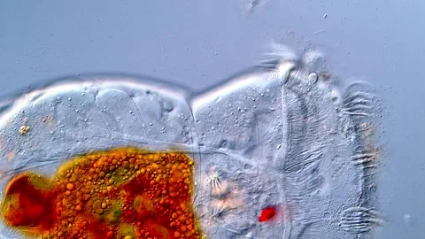 Detail of Rotifer Head under microscope Vídeos de archivo 317004786