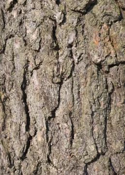 Detail of rough Pine bark texture Stock Photos