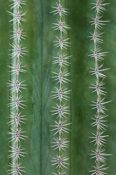 Detail of rows of a cactus Stock Photos