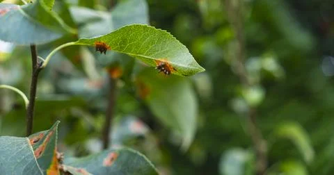 Detail of rust of juniper also known as trellis rust of pear Stock Photos