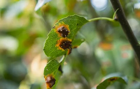Detail of rust of juniper also known as trellis rust of pear Stock Photos