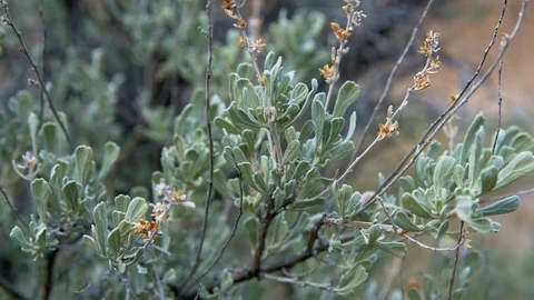 Detail of sagebrush macro 2 Spring Sutton Mountain John Day Great Basin High Stock Footage 81646036