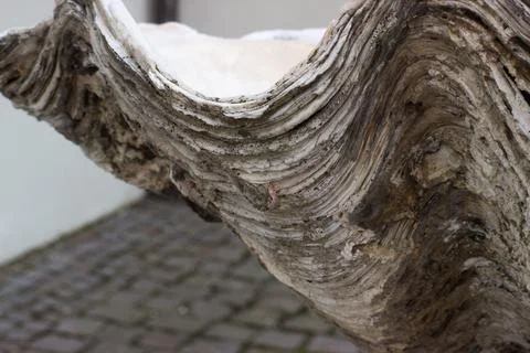 Detail of seashell structure Foto stock