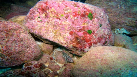 Detail of Serranus Scriba during scuba diving Stock Footage 140226467
