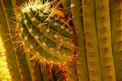 Detail, sharp, spiny cactus needles in late afternoon light Stock Photos
