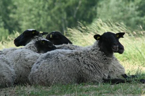 Detail sheep Foto stock