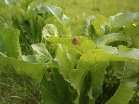 Detail sheets Foto stock