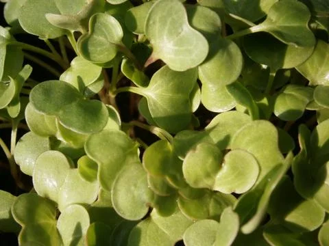 Detail sheets Stock Photos