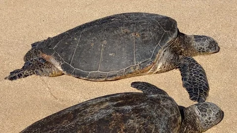Detail on the shells of two turtles resting on Hawaii beach Stock Footage 247022636