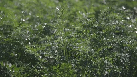 Detail of shining dew on plants Stock Footage 71577574
