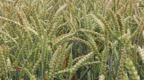 Detail shot of cornfield Stock Footage 40297752