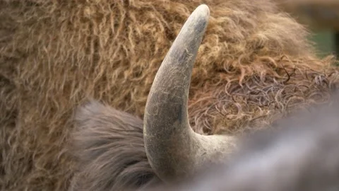 Detail shot of a European bison's Angular Horn with wet golden Video stock 141660520