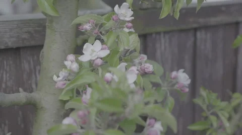 Detail shot of lush spring garden foliage in a gently blowing morning breeze Video stock 63642953