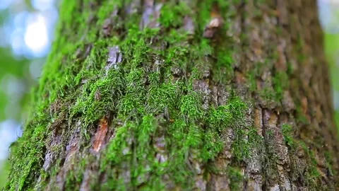 Detail shot of a mossy tree trunk Stock Footage 150053009