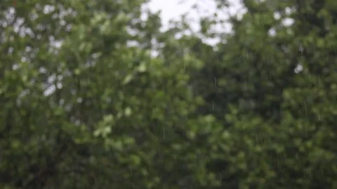 Detail shot of rain with trees in the backround Video stock 77601138