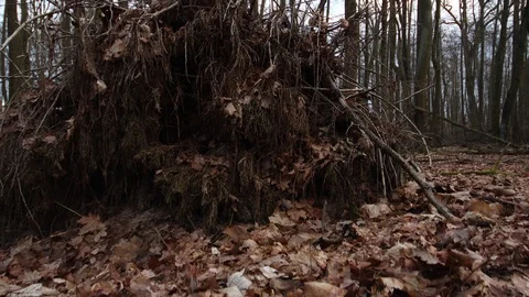 Detail shot of the root of an old tree with a pan view of the tree in the forest Stock Footage 123980565
