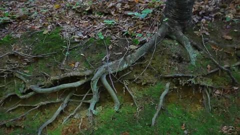 Detail shot view of tree root Stock Footage 148665896